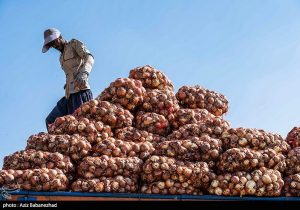کاهش قیمت پیاز به ۱۰ هزار تومان با افزایش عرضه طی روزهای آینده