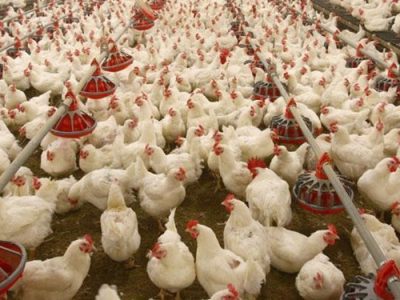 چراغ سبز وزارت جهاد برای حذف مرغ‌‌‌های مادر گوشتی مسن