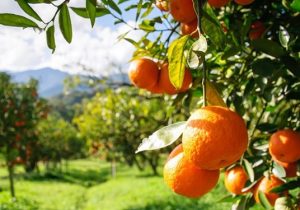 تولید ۷۰۰ هزار تن مرکبات مازاد بر نیاز در سال جاری