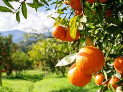 تولید ۷۰۰ هزار تن مرکبات مازاد بر نیاز در سال جاری