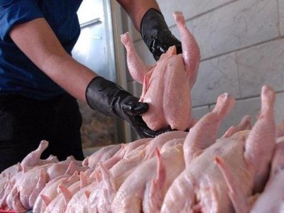 مرغداران: دولت کمتر از قیمت تمام شده میخرد