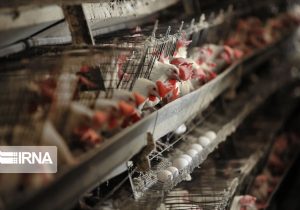 زنجیره کامل تخم‌مرغ به بخش خصوصی واگذار شد