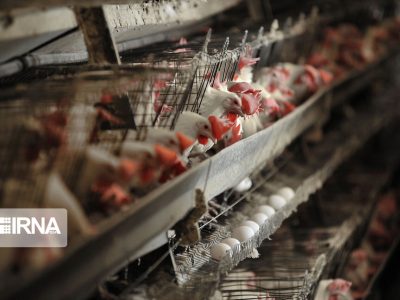 زنجیره کامل تخم‌مرغ به بخش خصوصی واگذار شد