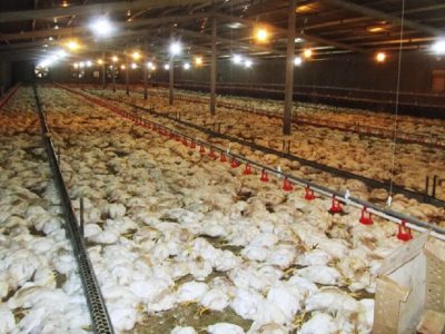 بیش از ۱۲ هزار قطعه مرغ در نمین تلف شد