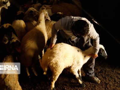 اقدامات ضروری برای پیشگیری از بیماری‌های دامی در فصل سرما