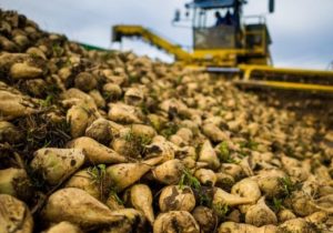 تولید ۶.۷ میلیون تن چغندرقند و ۱.۴ میلیون تن شکر در سال جاری