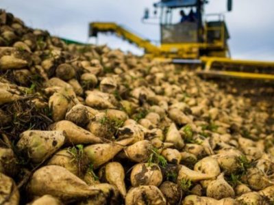 تولید ۶.۷ میلیون تن چغندرقند و ۱.۴ میلیون تن شکر در سال جاری