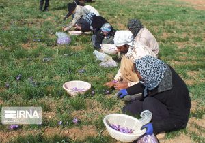 ۳۰۰ تشکل تعاونی روستایی مشغول خدمترسانی به روستاییان کرمانشاه هستند