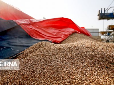 واردات گندم ۲ میلیون تن کاهش یافت