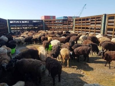 توصیه های دامپزشکی همزمان با موج سرما به دامداران