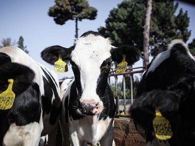 خوراک دام تولید شده از ضایعات کشاورزی وارد بازار شد