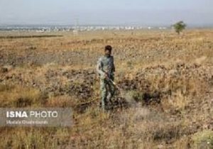 سازمان حفظ نباتات متولی بررسی کیفیت سموم وارداتی است