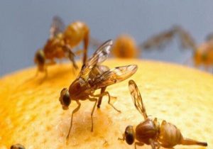 مهندسی حشرات در دستور کار پنتاگون است