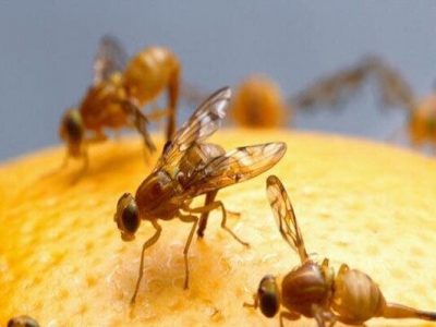 مهندسی حشرات در دستور کار پنتاگون است