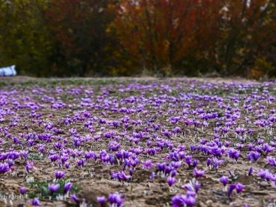 خرید توافقی زعفران به ۲۷ تن رسید