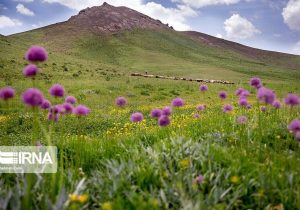برنامهریزی برای تبدیل ۵۰۰ هزار هکتار دیمزار به کشت گونههای مرتعی در مدت ۵ سال