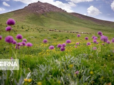 برنامهریزی برای تبدیل ۵۰۰ هزار هکتار دیمزار به کشت گونههای مرتعی در مدت ۵ سال