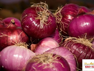 عوارض صادرات پیاز به ۱۰۰درصد افزایش یافت