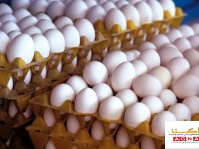 قیمت تخم مرغ درب مرغداری کماکان کمتر از نرخ مصوب