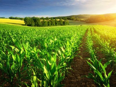 حمایت ۱۷۲ هزار میلیارد ریالی بانک کشاورزی از زراعت محصولات بهاره و پاییزه در ده ماهه سال جاری