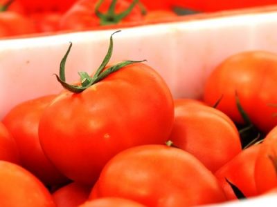 عوارض ۷۰ درصدی صادرات گوجه لغو شد