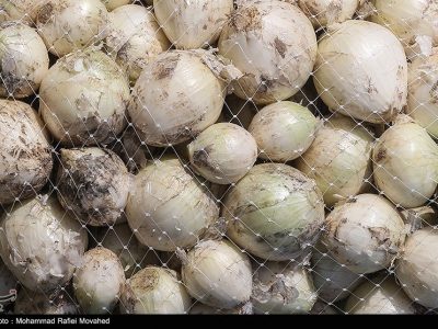 واردات ۵۰ هزار تن پیاز از خارج برای تنظیم بازار داخل