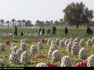 تعرفه پیاز ۱۸۰ درصد شد