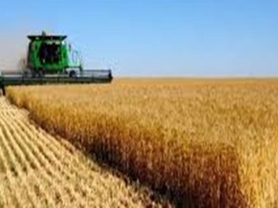 دستورالعمل خرید تضمینی گندم ابلاغ می شود
