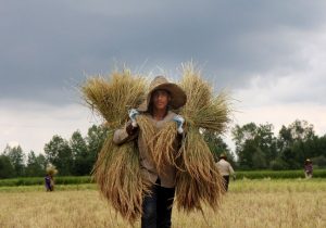 برپایی میز خدمت ارتباطات مردمی جهاد کشاورزی به منظور پیگیری دغدغه کشاورزان