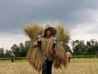 برپایی میز خدمت ارتباطات مردمی جهاد کشاورزی به منظور پیگیری دغدغه کشاورزان