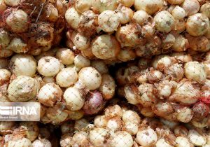 ورود یک محموله پیاز در بندر جاسک بهمنظور تنظیم بازار