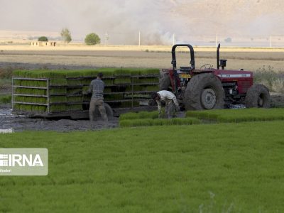 ورود دانشبنیانها به حوزه کشاورزی/۲۶۰ نیاز به فناوران این حوزه معرفی شد