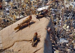 احتمال هجوم ملخ صحرایی به کشور در اردیبهشت ماه سال ۱۴۰۲
