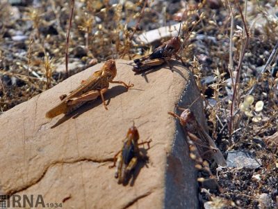 احتمال هجوم ملخ صحرایی به کشور در اردیبهشت ماه سال ۱۴۰۲