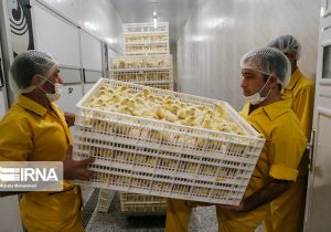 ۵۰ درصد مرغ تولیدی کشور از نژادهای بومی تامین میشود