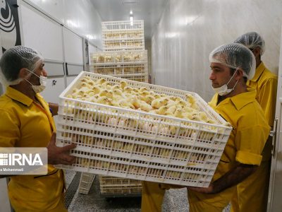 ۵۰ درصد مرغ تولیدی کشور از نژادهای بومی تامین میشود