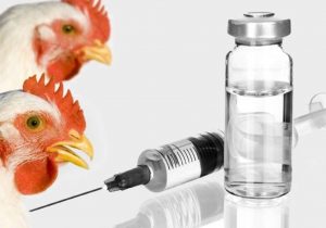 رونمایی واکسنی در شیراز که از عفونت طیور پیشگیری می‌کند