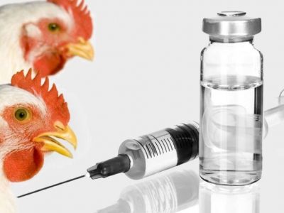 رونمایی واکسنی در شیراز که از عفونت طیور پیشگیری میکند