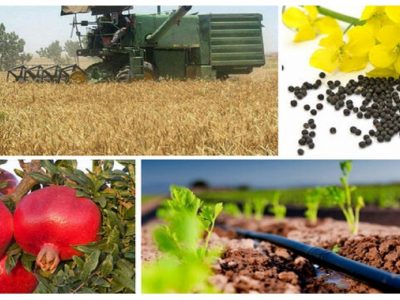 اجرای کشت فراسرزمینی چه مزایایی برای کشور دارد؟