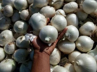 خرید و عرضه پیاز برای تنظیم بازار در دستور کار قرار گرفت