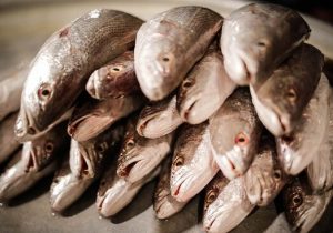 ارزان سازی آبزیان با فراوری محقق می شود