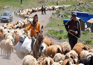 خشکسالی‌ها، تولید گوشت قرمز عشایر را کاهش نداده است