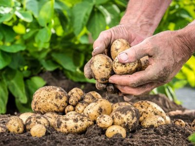 سایت تولید بذر سیب‌زمینی در شهرستان اردبیل راه‌اندازی شد