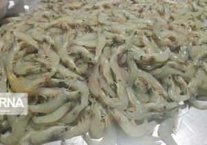 تولید سالانه ۱۶۰ هزار تن میگو در برنامه هفتم