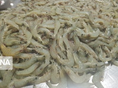 تولید سالانه ۱۶۰ هزار تن میگو در برنامه هفتم