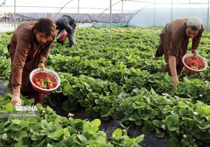 ۶۱۰ هزار تن محصولات باغی و گلخانهای در سیستان و بلوچستان برداشت شد