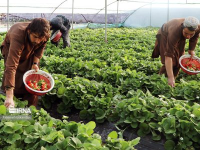 ۶۱۰ هزار تن محصولات باغی و گلخانهای در سیستان و بلوچستان برداشت شد