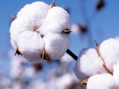 تولید طلای سفید به ۹۰ هزارتن میرسد