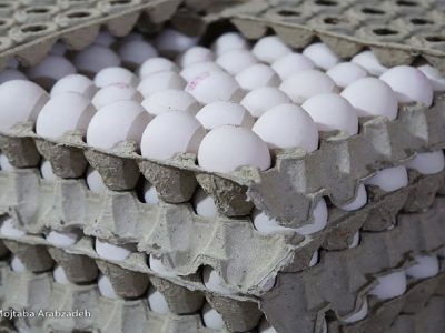 تخم مرغ ۲۵ درصد کمتر از نرخ مصوب عرضه می‌شود