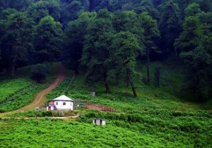 بیش از نیمی از جنگل‌های ایران نیازمند توسعه و غنی سازی